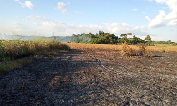 Queman intencionalmente plantación de soja en O’leary