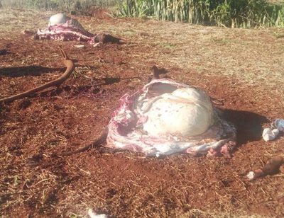 Denuncian abigeato en Los Cedrales