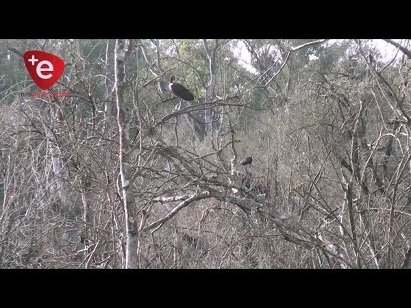 EN EL DÍA MUNDIAL DE LA NATURALEZA, LLAMAN A PROTEGER LA FAUNA Y LA FLORA