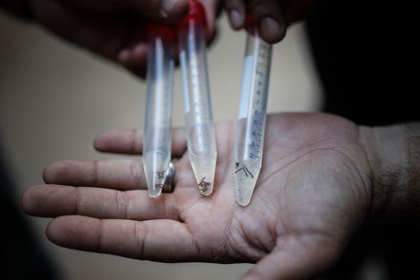 Argentina afronta aumento en casos de dengue atacando criaderos de mosquito - Mundo - ABC Color