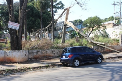 Resto de árbol partido impide libre tránsito por vereda | Lambaré Informativo