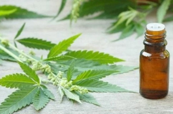 Otorgan licencias para producción medicinal del cannabis | Lambaré Informativo