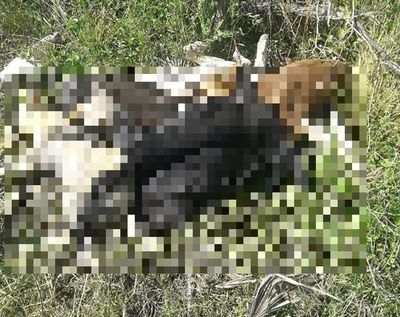 Perros hallados en Chaco durante allanamiento serán trasladados a Asunción para determinar causa de muerte » Ñanduti