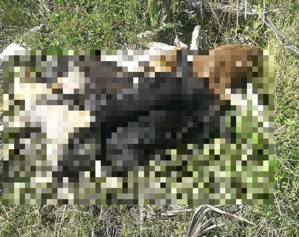 Perros hallados en Chaco durante allanamiento serán trasladados a Asunción para determinar causa de muerte » Ñanduti