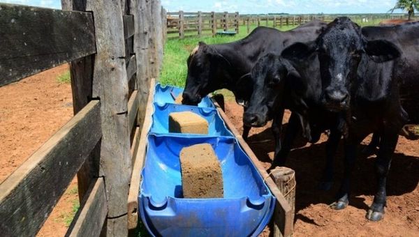 Bloques multinutricionales: una alternativa innovadora y eficaz para alimentar al ganado