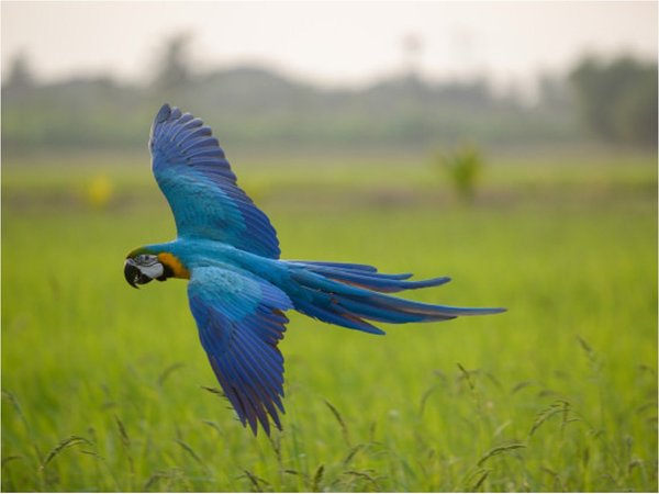 Brasil recibió 52 ejemplares de guacamayo azul de Alemania