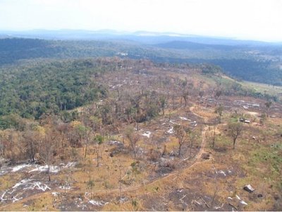 Organismos religiosos repudian la deforestación en el país
