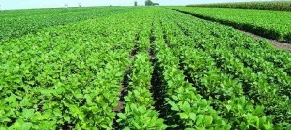 Argentina avisa a agricultores que subirá tributo a exportación de soja | .::Agencia IP::.