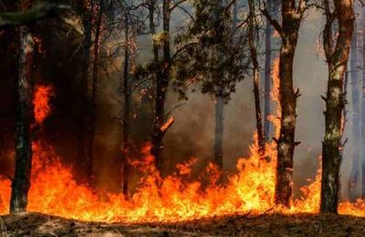 Pirómano fue condenado a plantar cien árboles frutales y a cuidarlos durante cuatro años - SNT