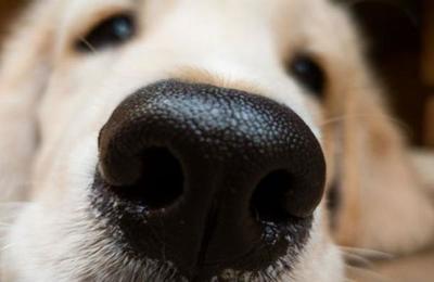 Descubren que los perros tienen un sentido que se desconocía: detectan calor con la nariz - SNT