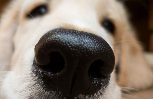 Descubren que los perros tienen un sentido que se desconocía: detectan calor con la nariz - SNT