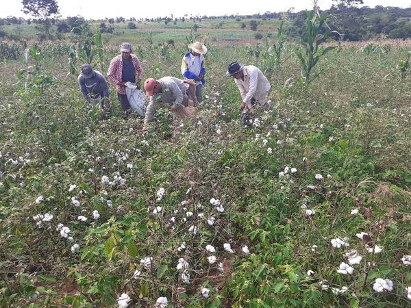 Campesinos piden un precio de G. 10.000 el kilo por el algodón