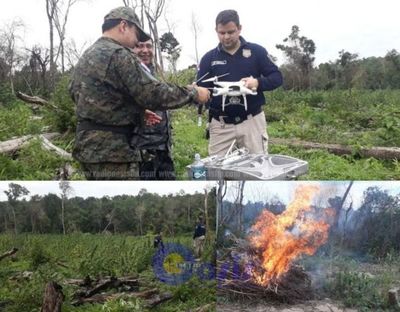 Personal de Investigaciones de Caaguazú destruyeron 25 hectáreas de marihuana