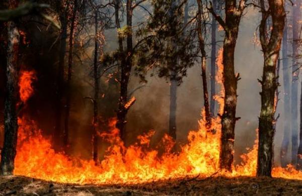 Pirómano fue condenado a plantar cien árboles frutales y a cuidarlos durante cuatro años - C9N