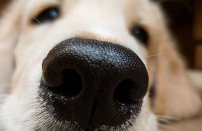 Descubren que los perros tienen un sentido que se desconocía: detectan calor con la nariz - C9N