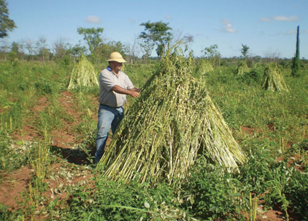 Crecimiento económico en Paraguay se impulsará desde la agricultura - .::RADIO NACIONAL::.
