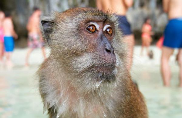 Maltrato animal: obligan a un mono a levantar pesas para entretención de los turistas - SNT