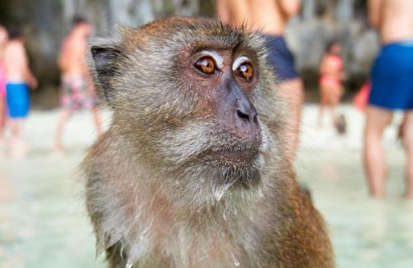 Maltrato animal: obligan a un mono a levantar pesas para entretención de los turistas - C9N