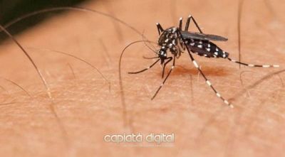 ¿Cómo es el test rápido que desarrollan para detectar el dengue?