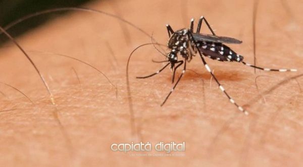 ¿Cómo es el test rápido que desarrollan para detectar el dengue?
