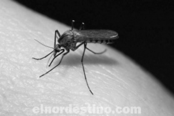Miles de criaderos de Aedes Aegypti fueron eliminados durante una minga ambiental desarrollada en la ciudad de Concepción