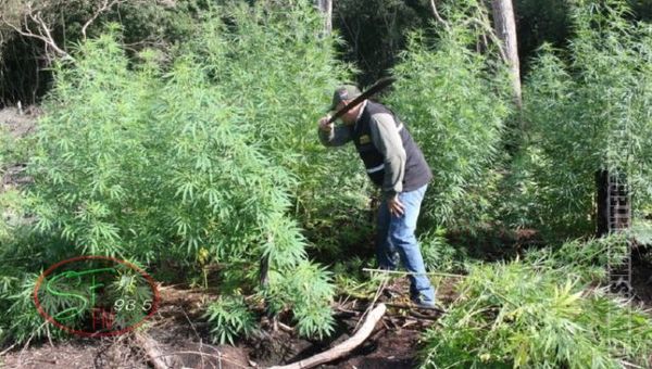 Destruyen plantaciones de marihuana en área del parque nacional Cerro Corá
