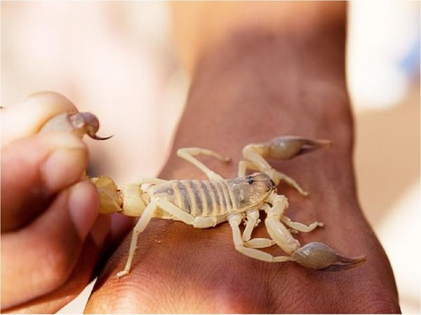 Veneno de escorpión para tratar la artritis sin efectos secundarios