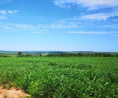 Argentina avisa a agricultores que subirá tributo a exportación de soja - Digital Misiones