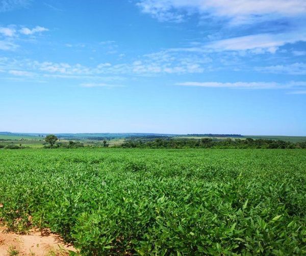 Argentina avisa a agricultores que subirá tributo a exportación de soja - Digital Misiones