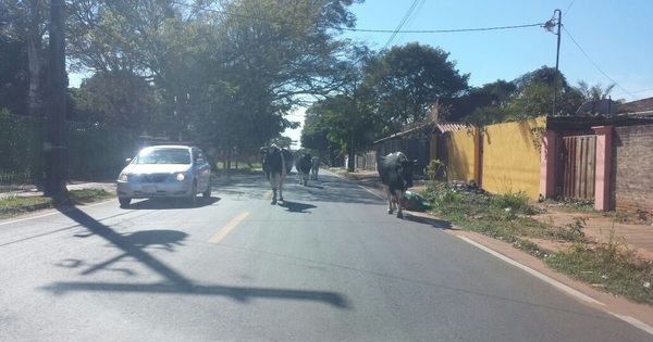 Queja ciudadana: vacas urbanas
