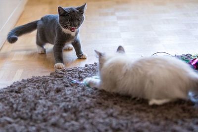 Cómo lograr que un gato acepte a un nuevo habitante del hogar - Mascotas - ABC Color