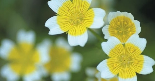 La primavera, símbolo de la renovación