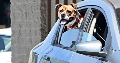 Cómo sacar de los asientos el olor y los pelos de tu perro o gato