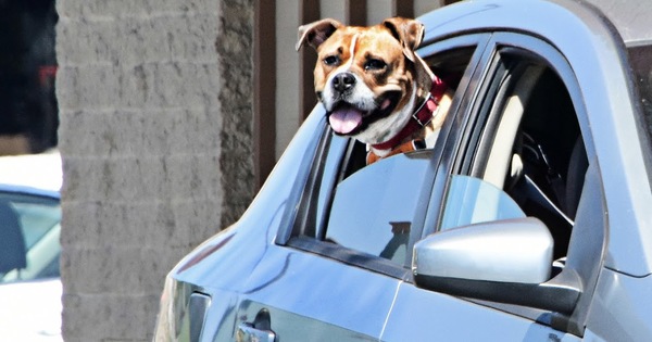 Cómo sacar de los asientos el olor y los pelos de tu perro o gato