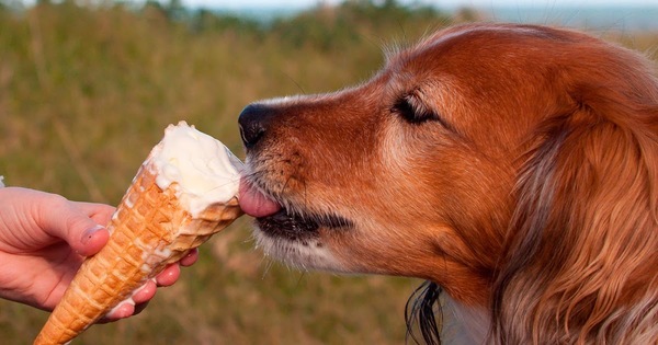 21 alimentos prohibidos para los perros