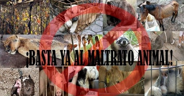 ¡No a la violencia contra los animales!