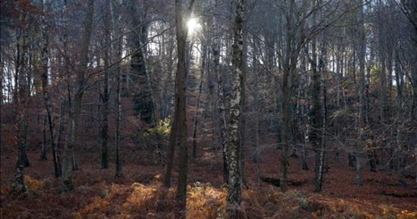 El valor terapéutico del bosque