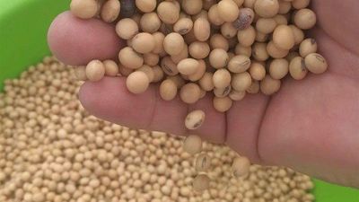 Argentina eleva a 33% un impuesto a las exportaciones de soja