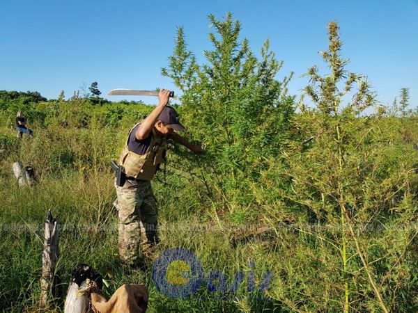 Senad destruyó más 6 hectáreas de marihuana en la zona de  Capitán Bado