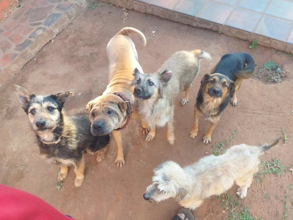 Peluditos ya tendrán un centro para adopciones | Crónica