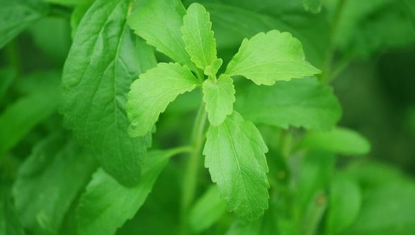 “El consumo de stevia crece en el mercado internacional, por eso se debe trabajar en las técnicas de producción”