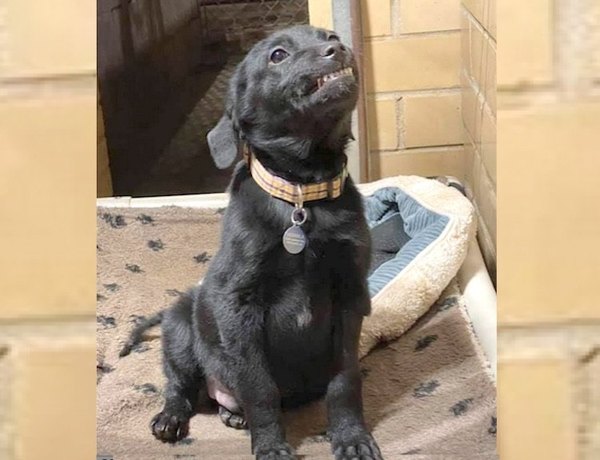 Ma’êna, sonríe para que pueda ser adoptado | Crónica