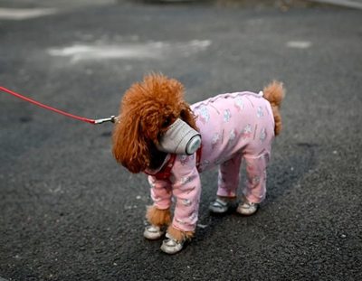 Perro de una contagiada sería primera mascota con COVID-19 - Mascotas - ABC Color