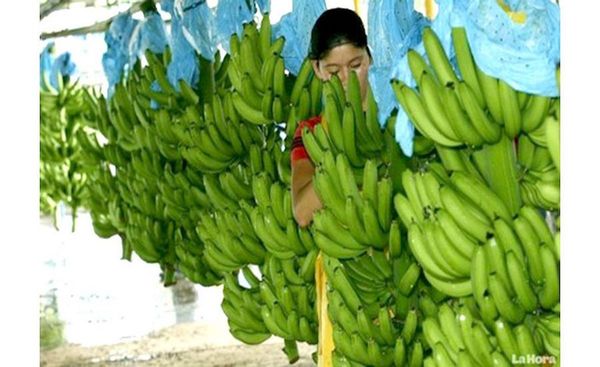 Proyecto Inopar quiere involucrar también al rubro de la banana