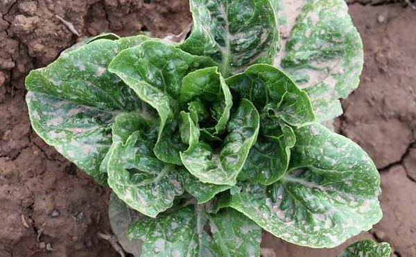 La NASA cultiva en el espacio lechugas sin microbios y seguras para consumo » Ñanduti