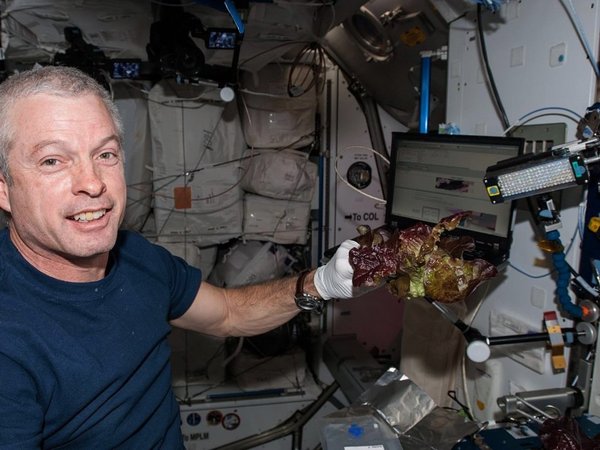 NASA cultiva en el espacio lechugas sin microbios y seguras para consumo