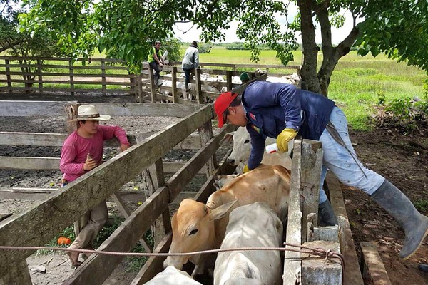 Registran más de 11,2 millones de bovinos vacunados contra la aftosa