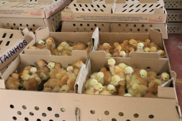 Invierten más de Gs. 234 millones en producción avícola en apoyo a productores