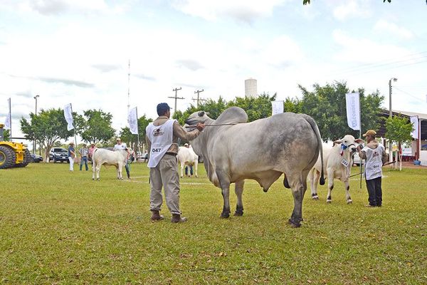 Recesión económica y clima determinaron la suspensión de Expo Curuguaty