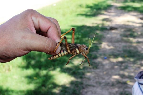 Preocupa plaga de langostas en el Chaco: en Filadelfia declararon emergencia